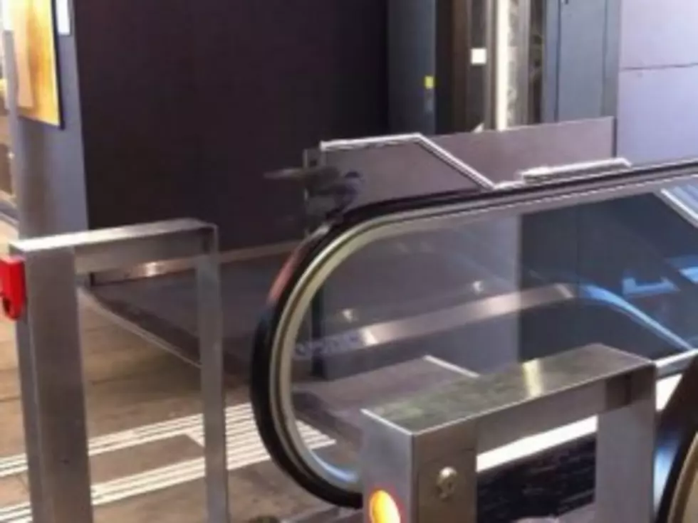 Pigeon Gets a Workout By Turning Escalator Into Treadmill [VIDEO]