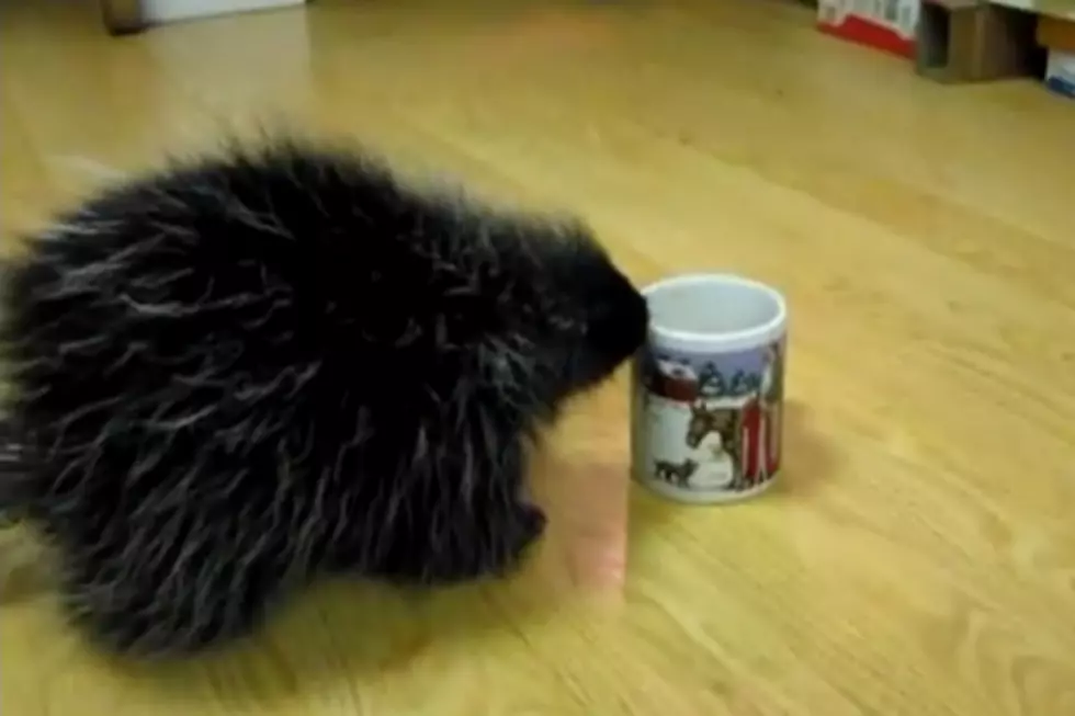 Baby Porcupine Has Adorable Battle With Coffee Mug [VIDEO]