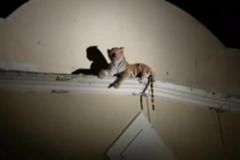 Stuffed Toy Tiger ‘Snarls’ Traffic in Houston [VIDEO]