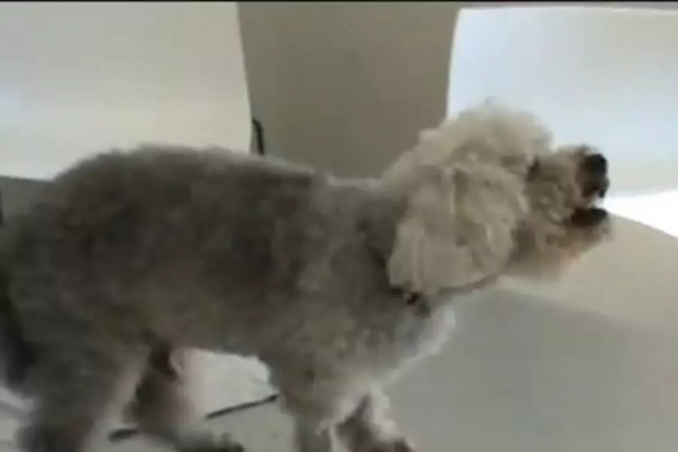 Aww! World&#8217;s Oldest Dog Uncle Chichi Dies at 25 [VIDEO]