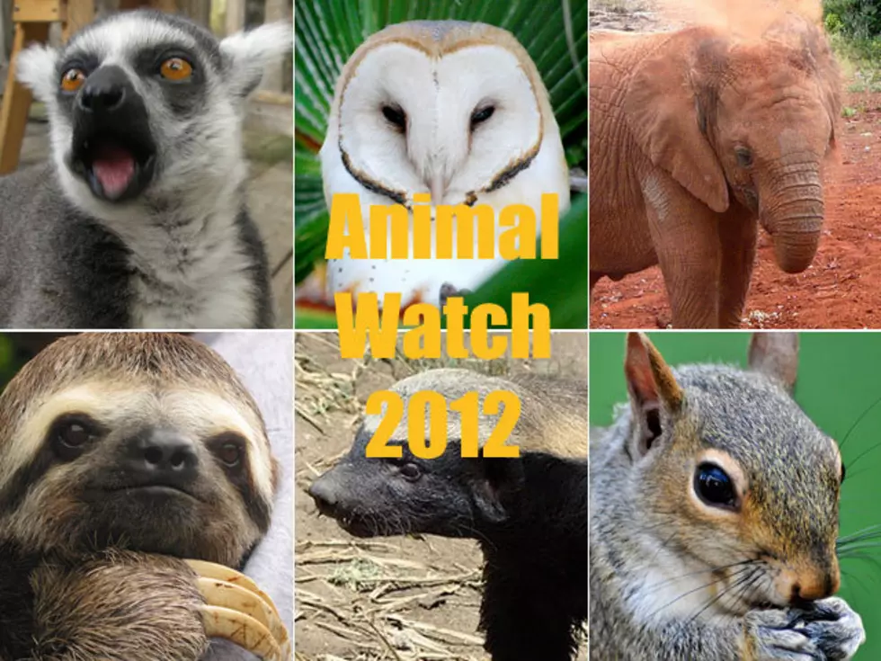 12 Cute Animals to Watch in 2012 [VIDEOS]