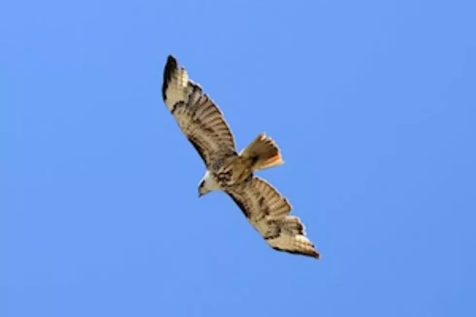 Newly Discovered Species of Hawk Turns Out to Be Spray-Painted Bird [VIDEO]