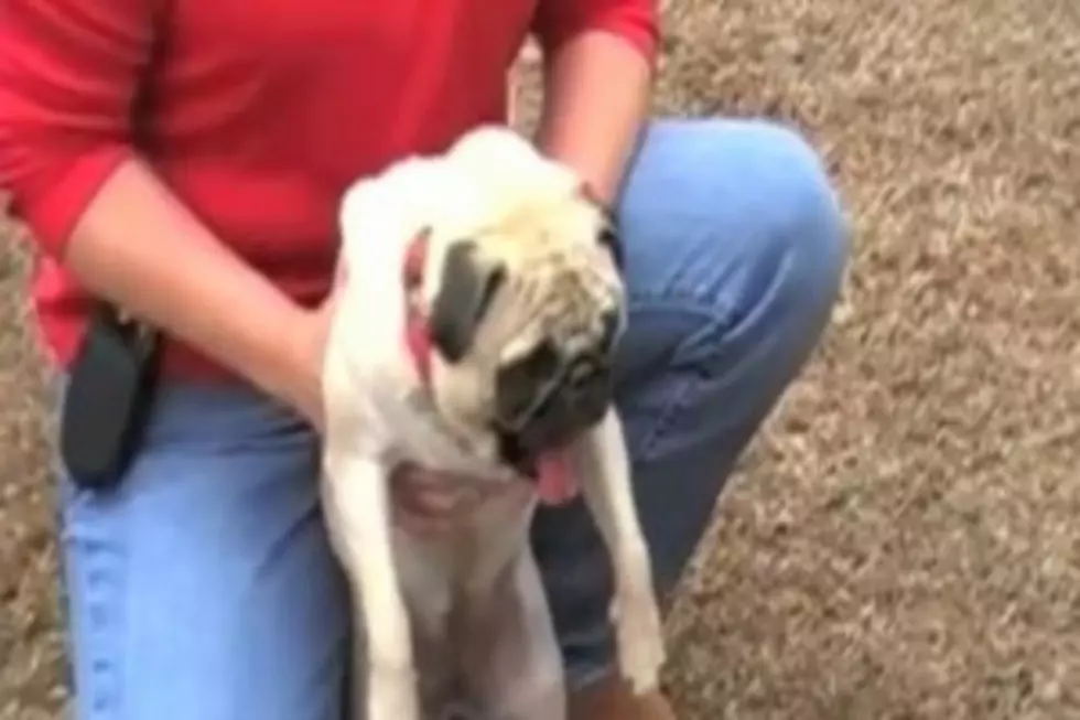 Cute Pug Screams Like a Baby [VIDEO]