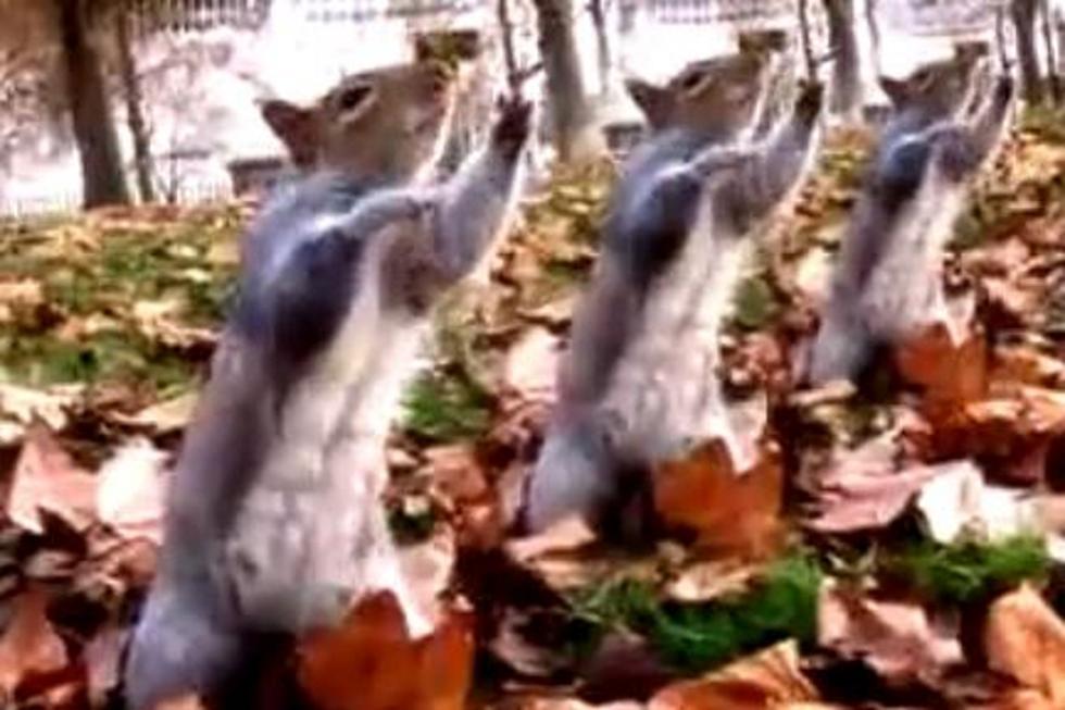 Squirrels Dancing to Michael Jackson Is Why the Internet Was Invented [VIDEO]