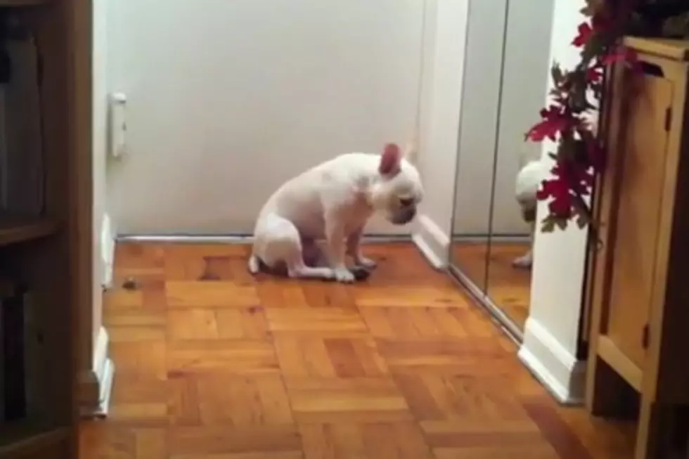 Even French Bulldogs Cry to Adele Songs