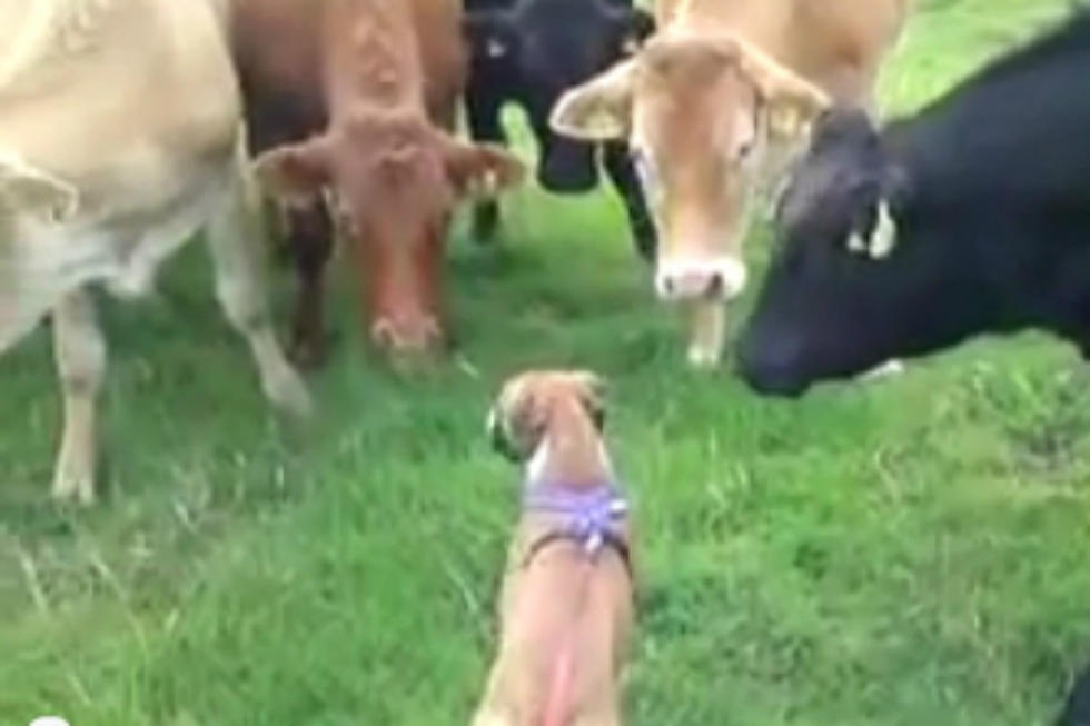 Curious Cows Meet a Friendly Dog