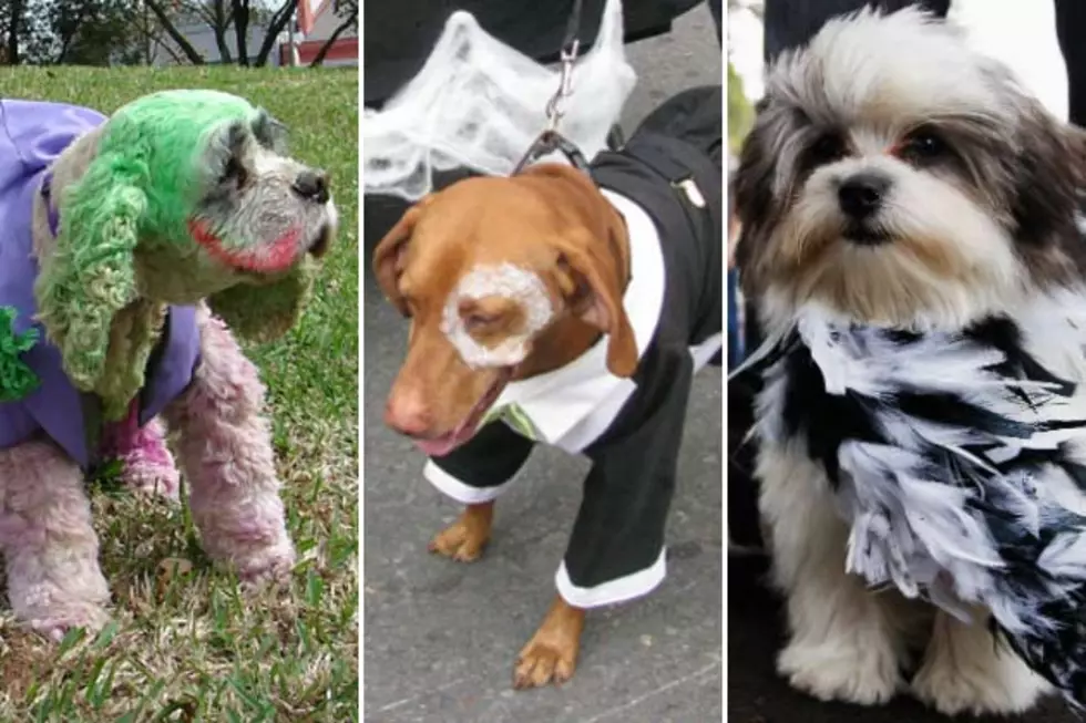 10 Cute Dogs Dressed for Mardi Gras