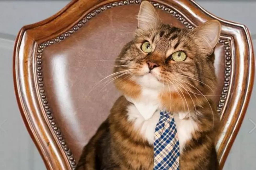 Hank the Cat is the Senate Candidate America Needs