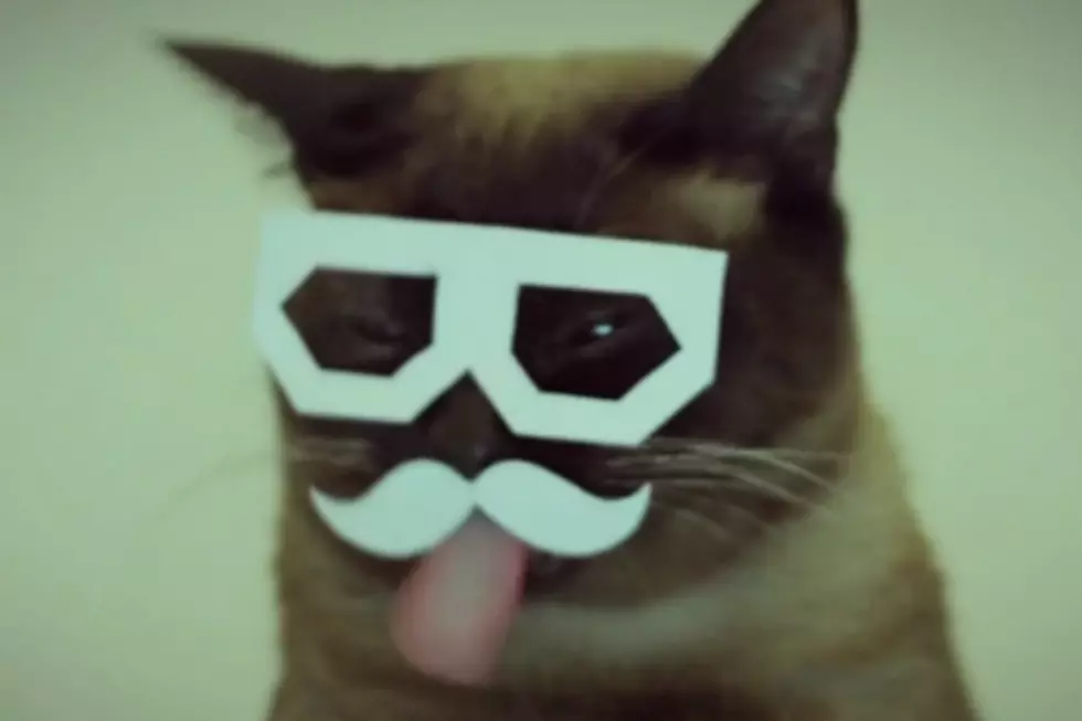 Hipster Cat Is the Only Dubstep DJ You’ll Ever Need