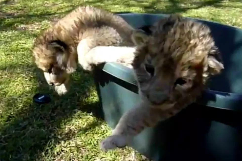 Lion Cubs Stuck in Bucket Is the Cutest Thing Ever