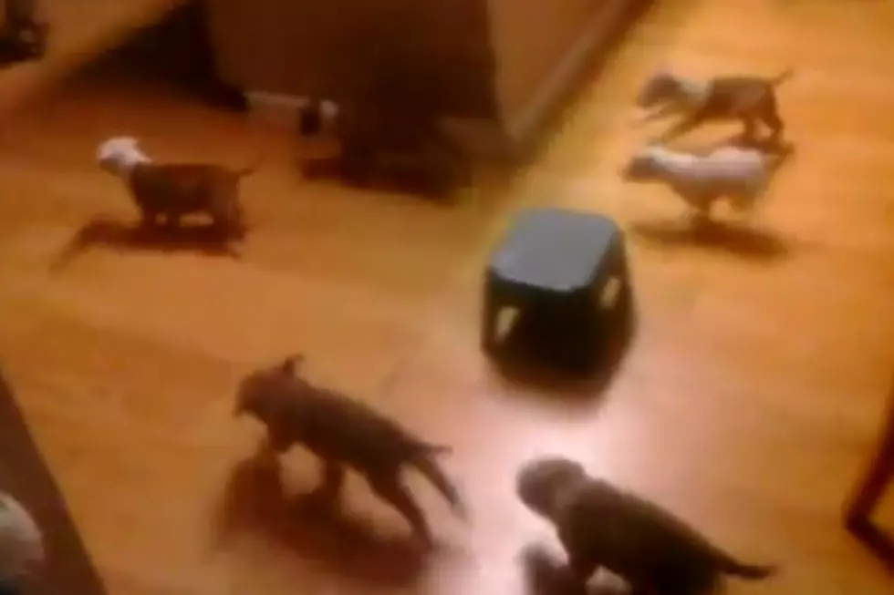 No One Can Escape Adorably Terrifying Puppy Stampede