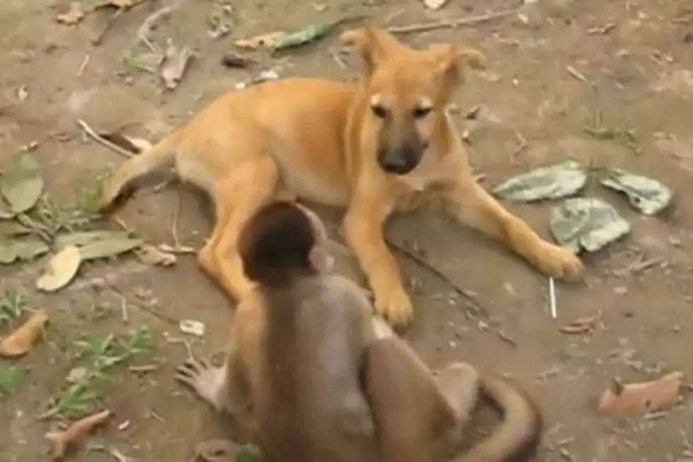 Monkey Versus Dog – Who Will Win the Wrestling Match?