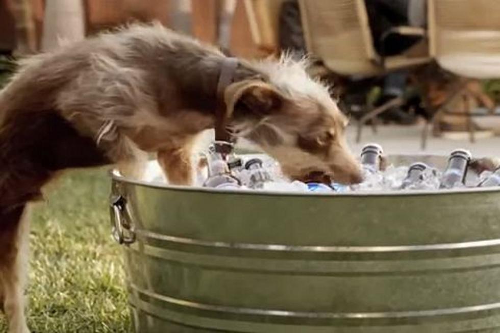 Rescue Dog Has Unique Skill in Bud Light Super Bowl 2012 Commercial [VIDEO]