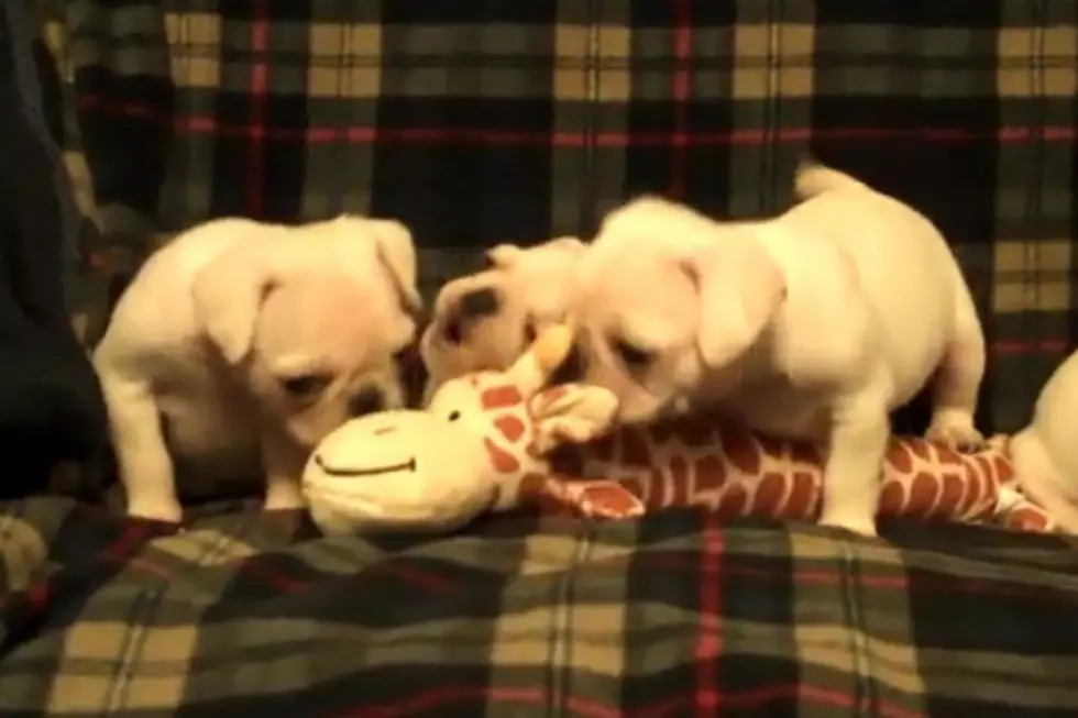 Cuteness Alert! Rare White Pug Puppies Found