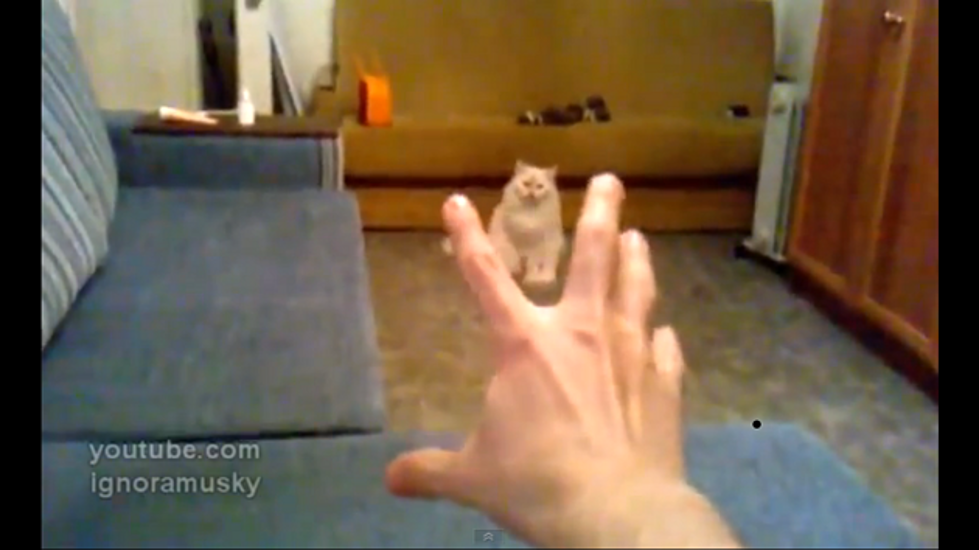 Mind Control Over Cats Is an Awesome Power