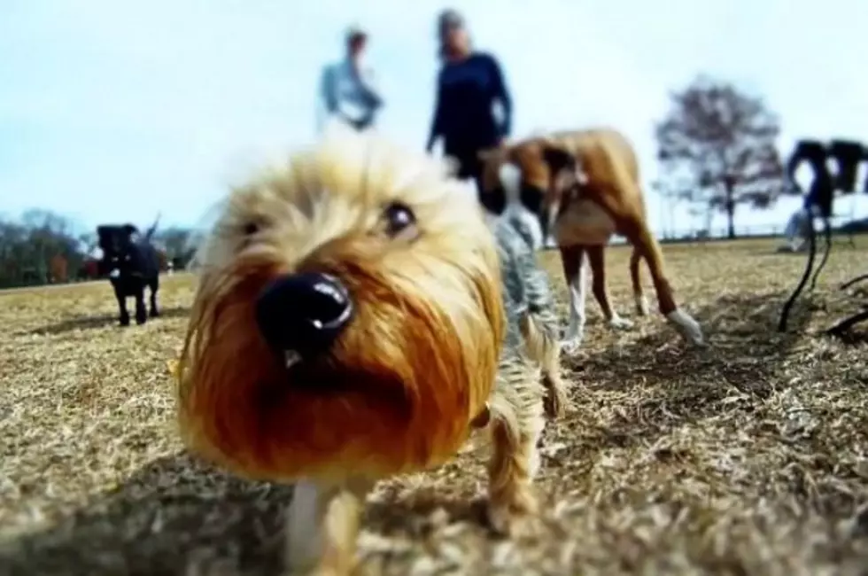 Best Dog Videos of 2012 (So Far)