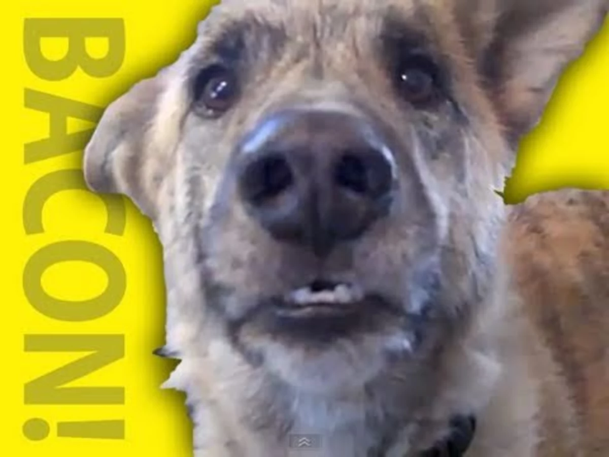 Video Of Dog Talking To Owner About Bacon ‘Ultimate Dog Tease’ Viral Video Pooch to Be Hungry on the Big Screen