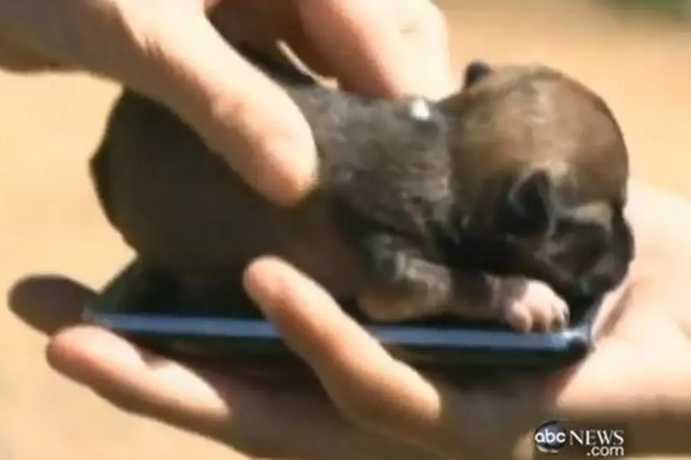 World&#8217;s Tiniest Puppy Will Help You Celebrate National Puppy Day