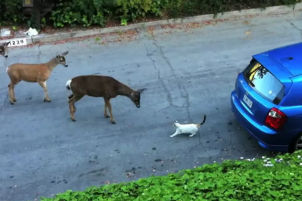 Cat Thinks Twice About Stalking Herd of Deer