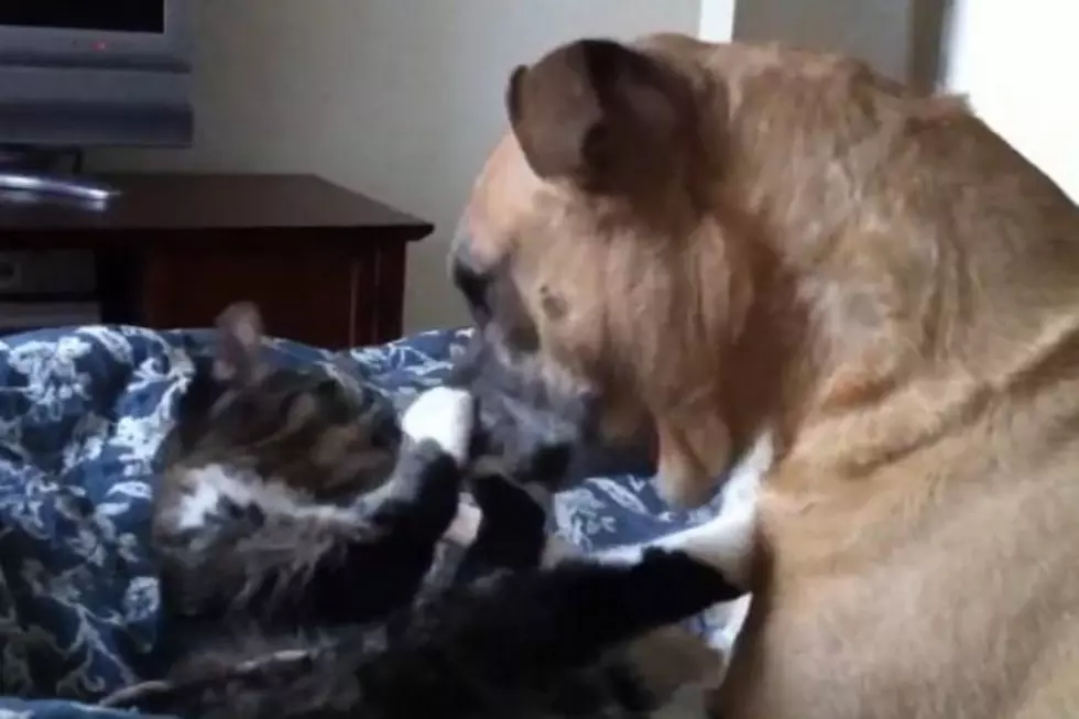 Dog And Cat Make Adorable Violence Together