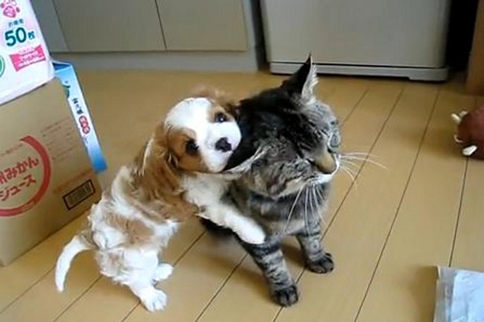 Here’s the Cutest Dog and Cat Duo You’ll See All Day