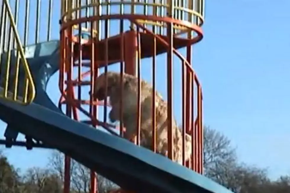 Cute Dog Goes Down Playground Slide on Demand