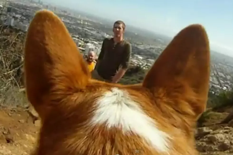 Take a Hike Through the Eyes of an Adorable Corgi