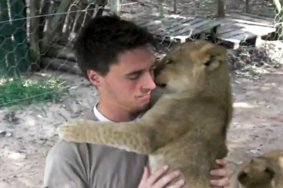 Trainer Gets Goodbye Hug From Adorable Lion Cubs