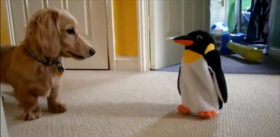 Dachshund Meets Its Adorable Toy Penguin Match