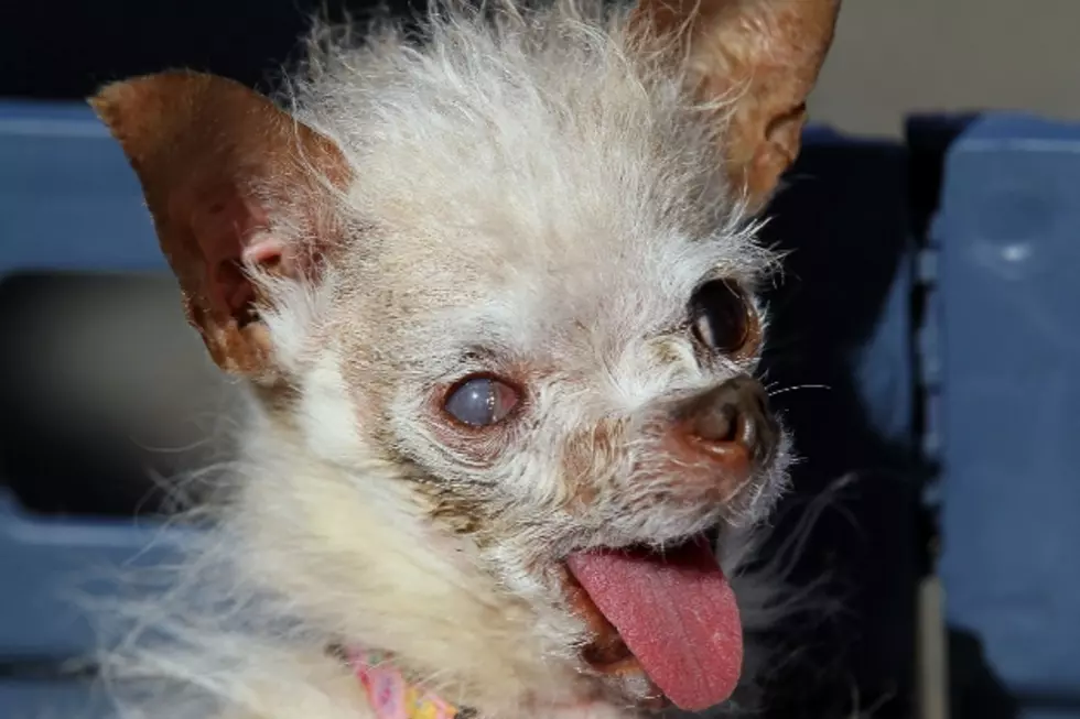 Yoda, The World&#8217;s Ugliest Dog, Has Died