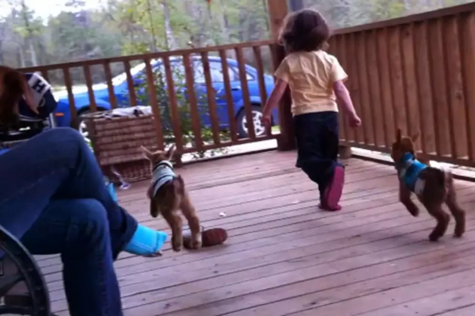 Hopping Baby Goats Will Leap Into Your Heart
