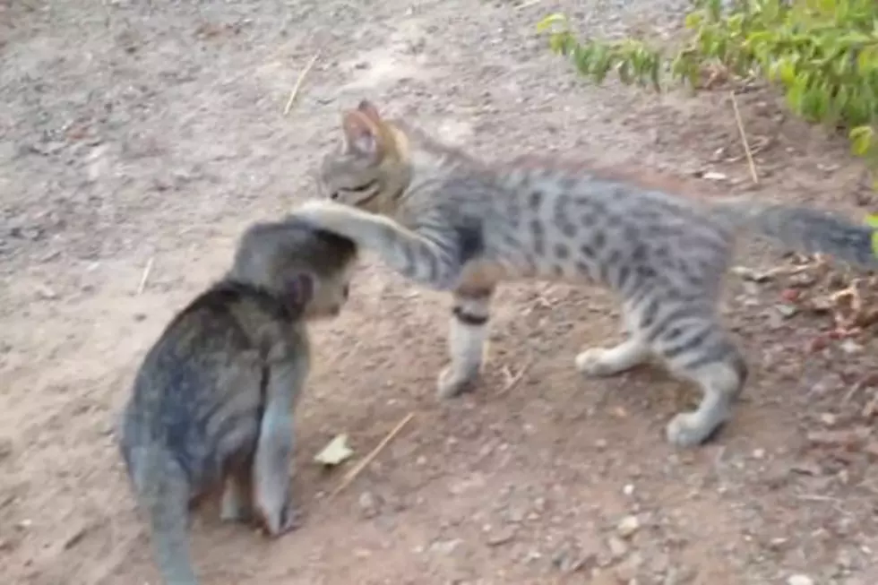 Baby Monkey and Kitten Tussle, Cuteness Ensues