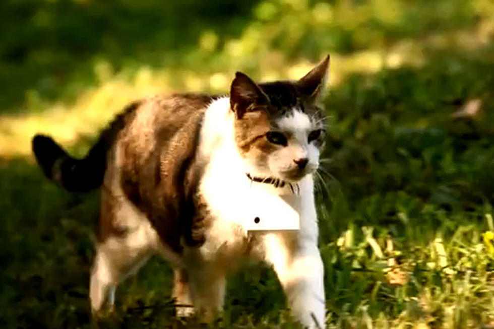 See the World Through a Cat’s Eyes in Gorgeous Film