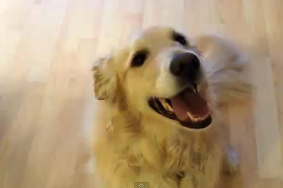 House Cleaning Golden Retriever Can Come Over Anytime
