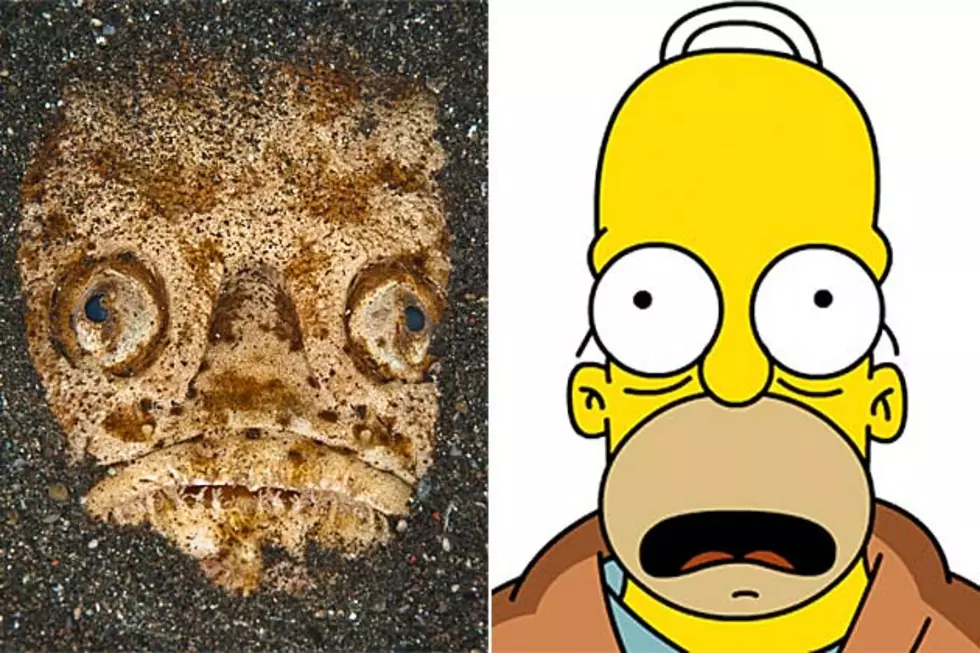 Does This Stargazer Fish Look Like Homer Simpson?