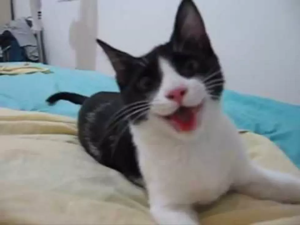 Adorably Weird Cat Thinks It’s a Dog