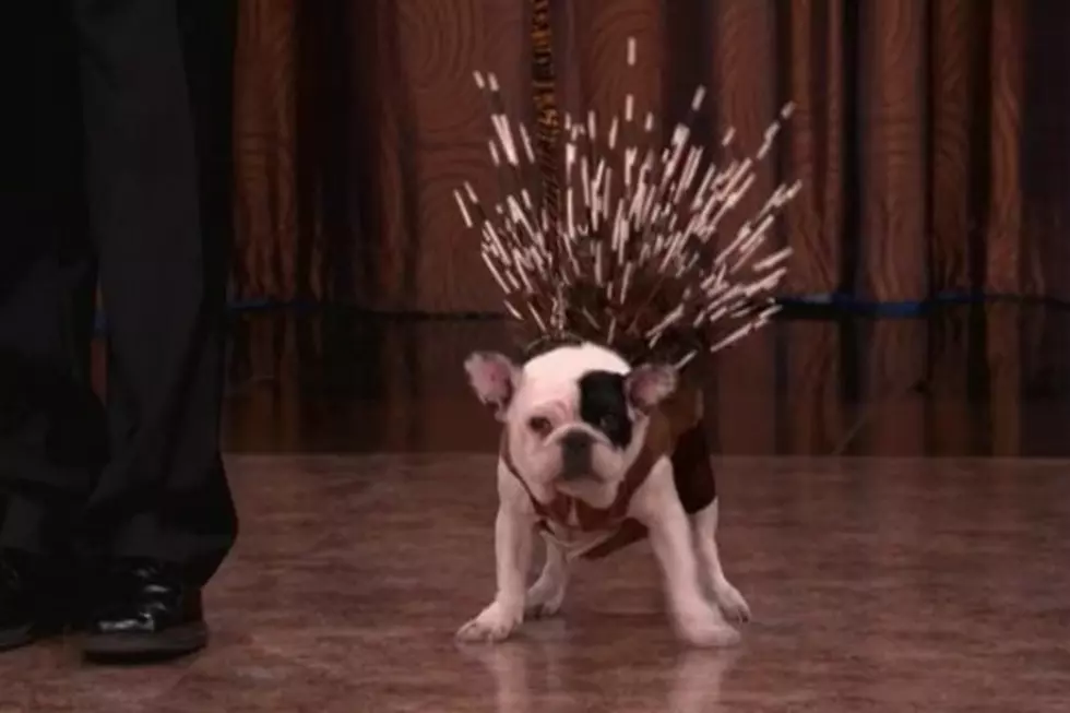 ‘Conan’ Debuts Some Weirdly Adorable New Dog Breeds