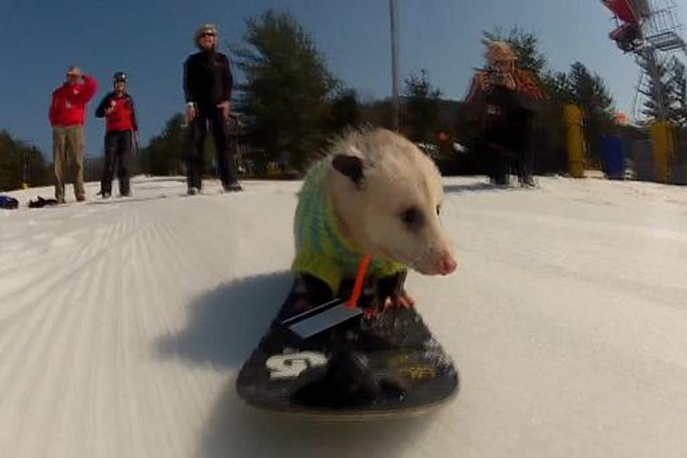 Ratatouille the Snowboarding Opossum Should Go Pro