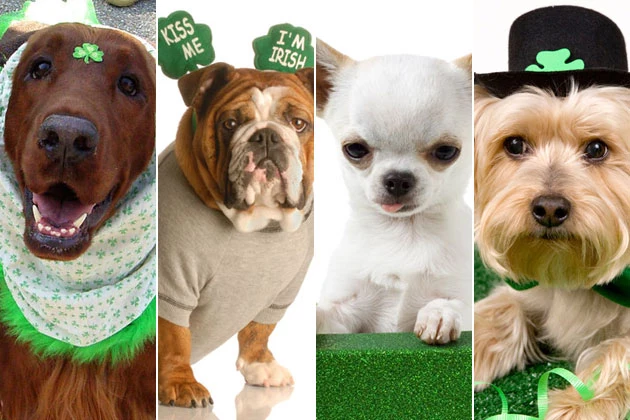 17 Dogs Rockin' Adorable St. Patrick's 