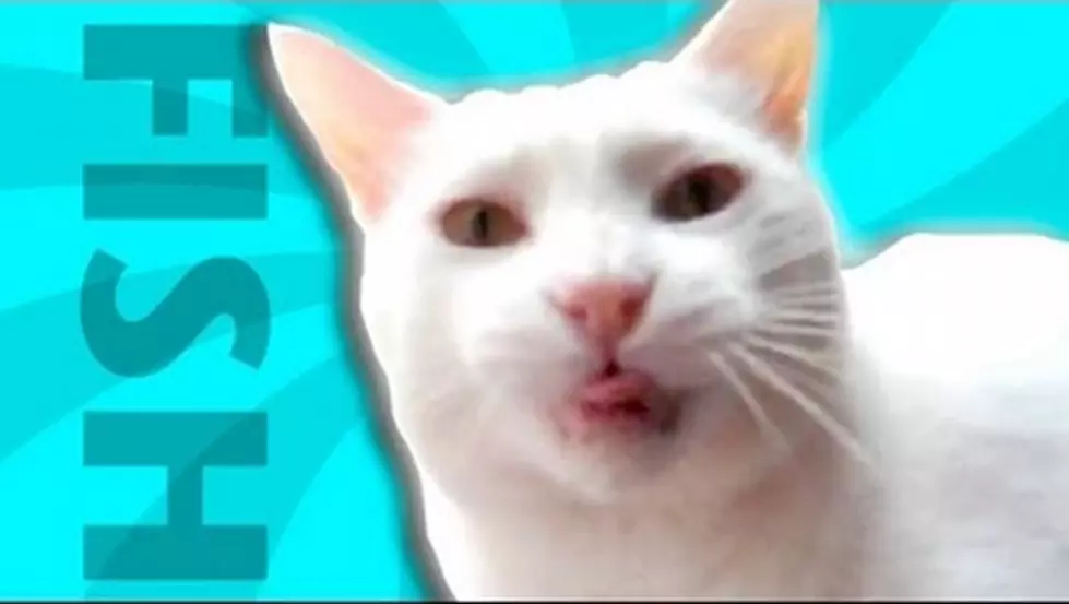 &#8216;Ultimate Cat Tease&#8217; Proves Some Cats Aren&#8217;t Easily Fooled