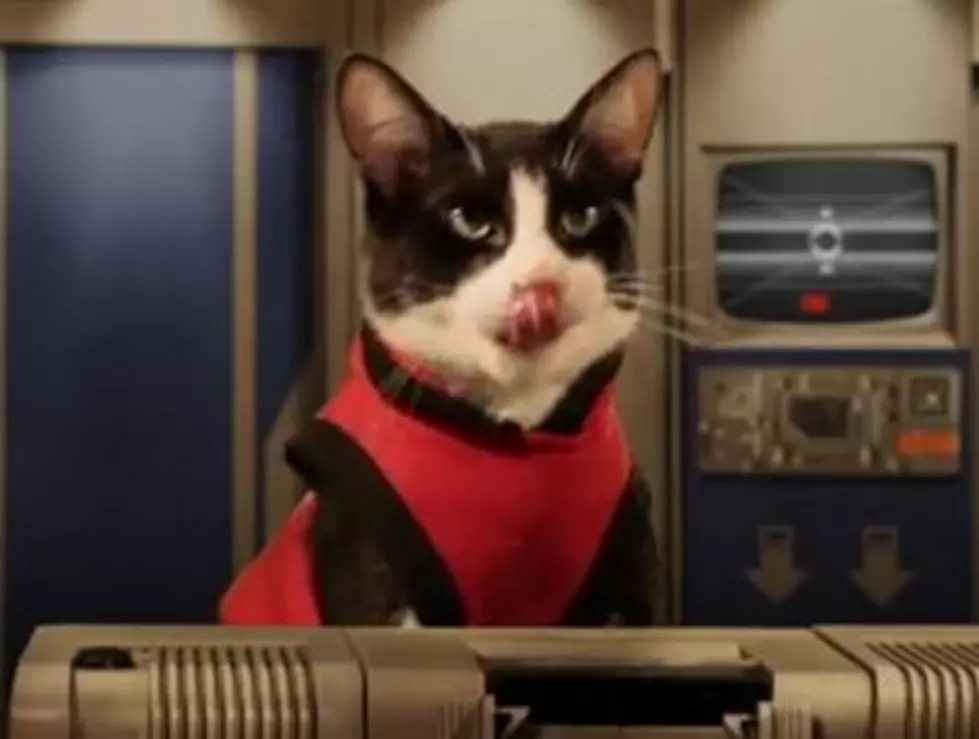Cats and Mice Have Taken Their Blood Feud to Outer Space