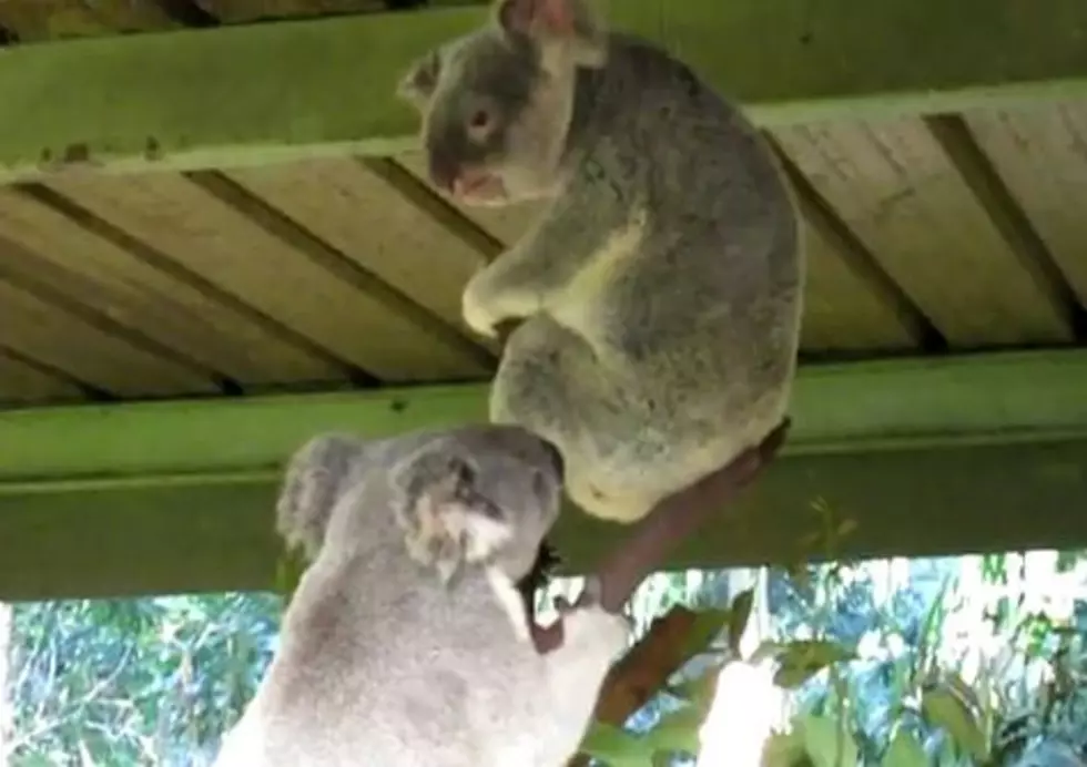 Koala Bear Fights Are Strange and Loud