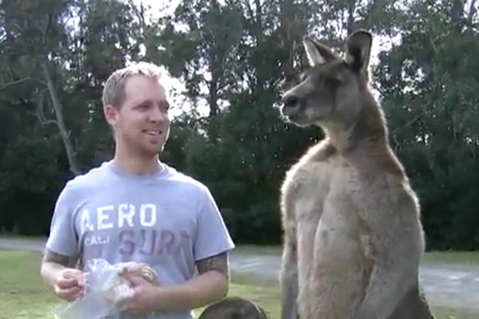 Meet a Muscular Kangaroo Who Could Take You In a Fight