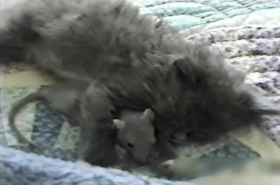 Fearless Baby Rat Snuggles With Cat In Surprisingly Adorable Video