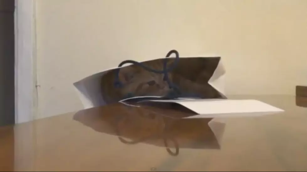 Bag + Cat + Gravity = Ouch