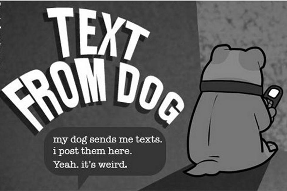 &#8216;Text From Dog&#8217; Offer Hilarious Peek Into a Dog&#8217;s Life