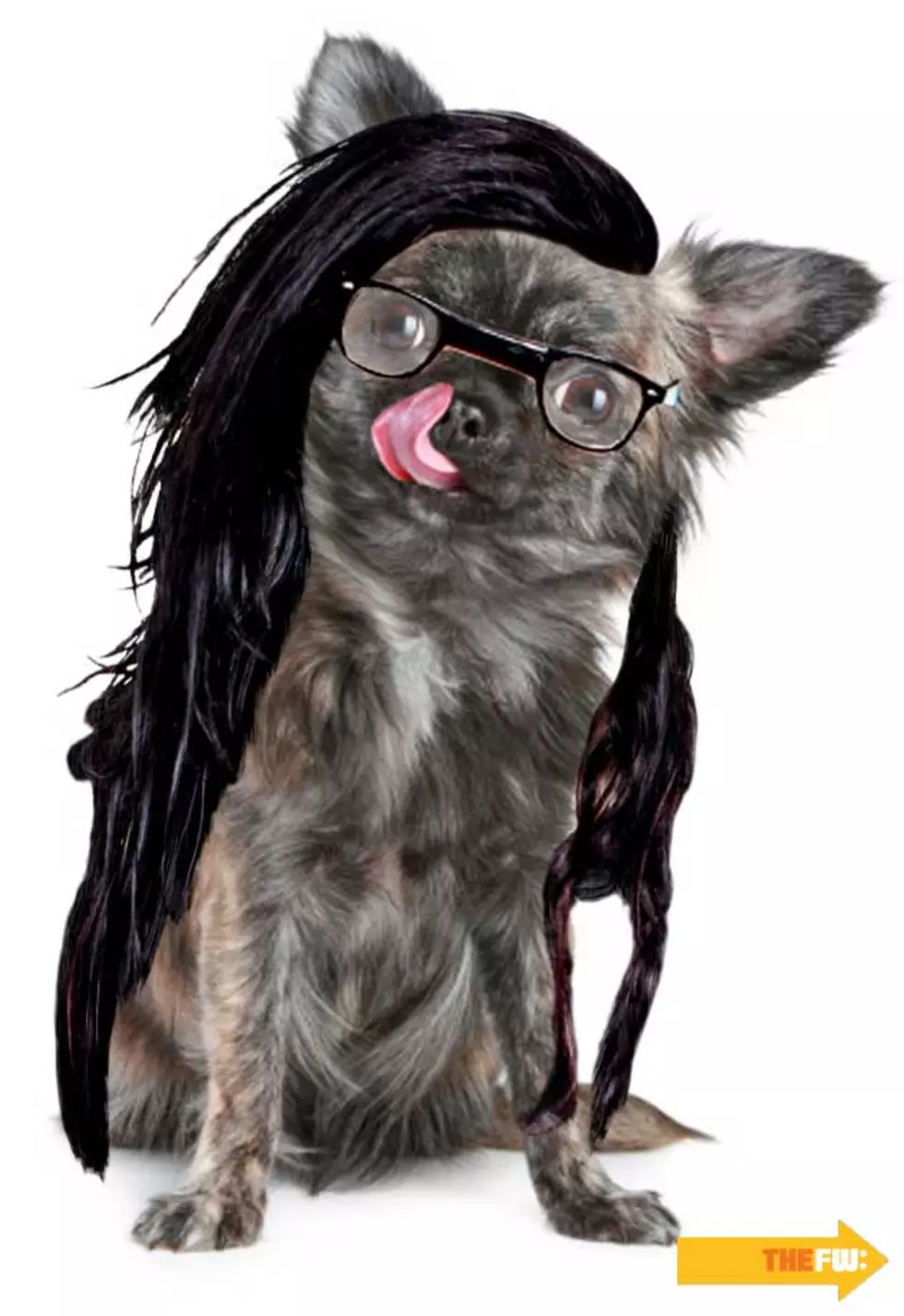 Animals With Skrillex Hair – Dog