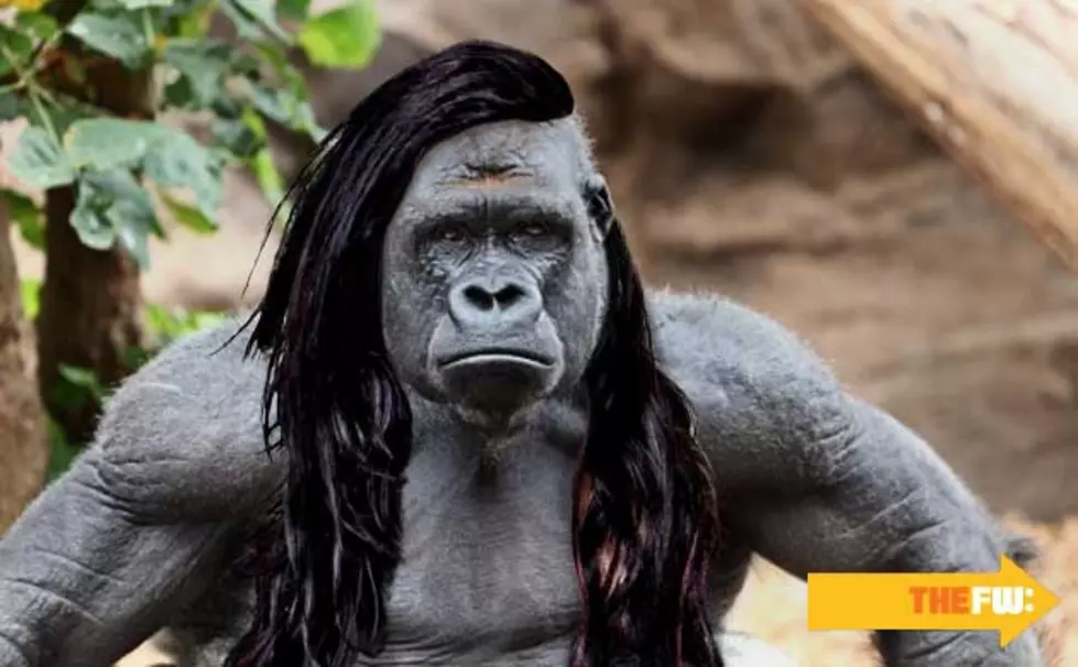 Animals With Skrillex Hair – Gorilla