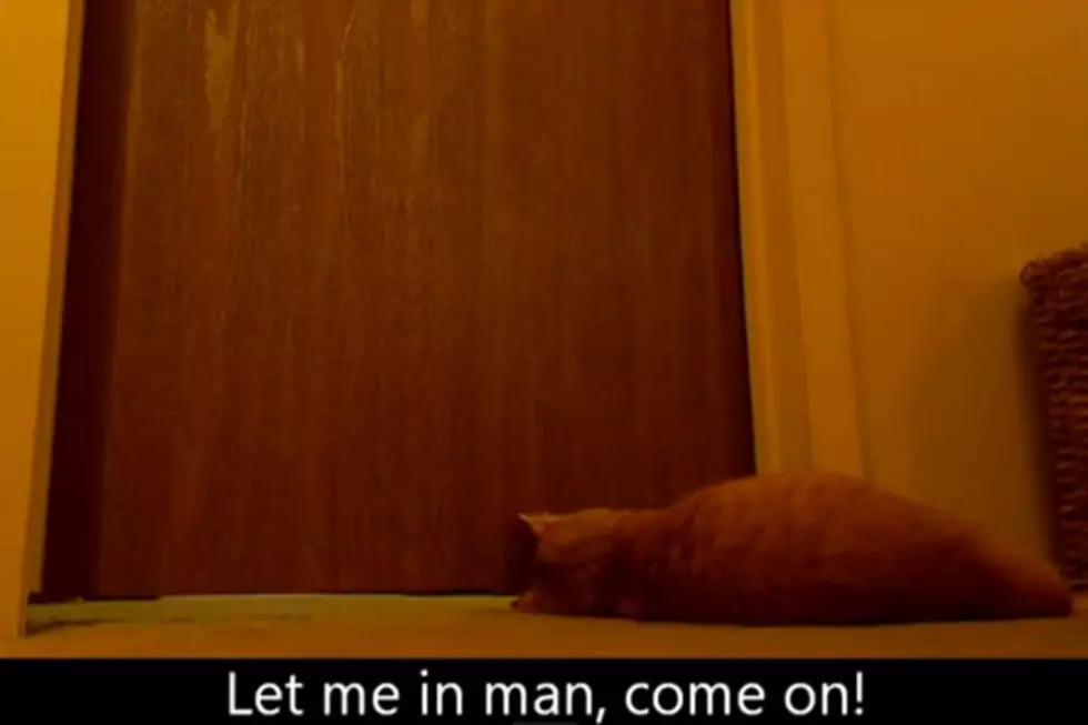 Cat Wakes Up Owner With Funny ‘Kitty Alarm’