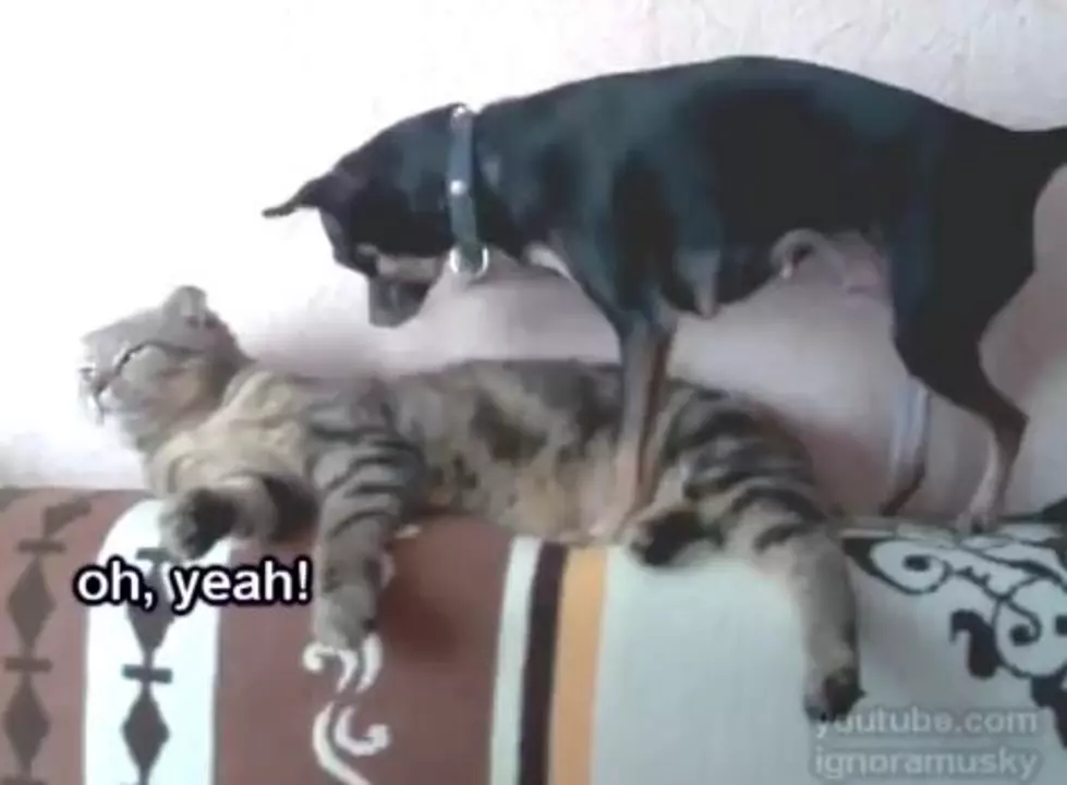 Cat Trains Dog to Be Personal Masseuse, Obedient Servant